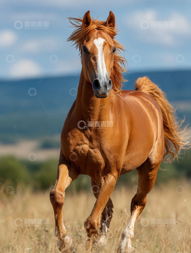 高清大图下载【趣麦麦图】阿拉伯马  流星 骨感