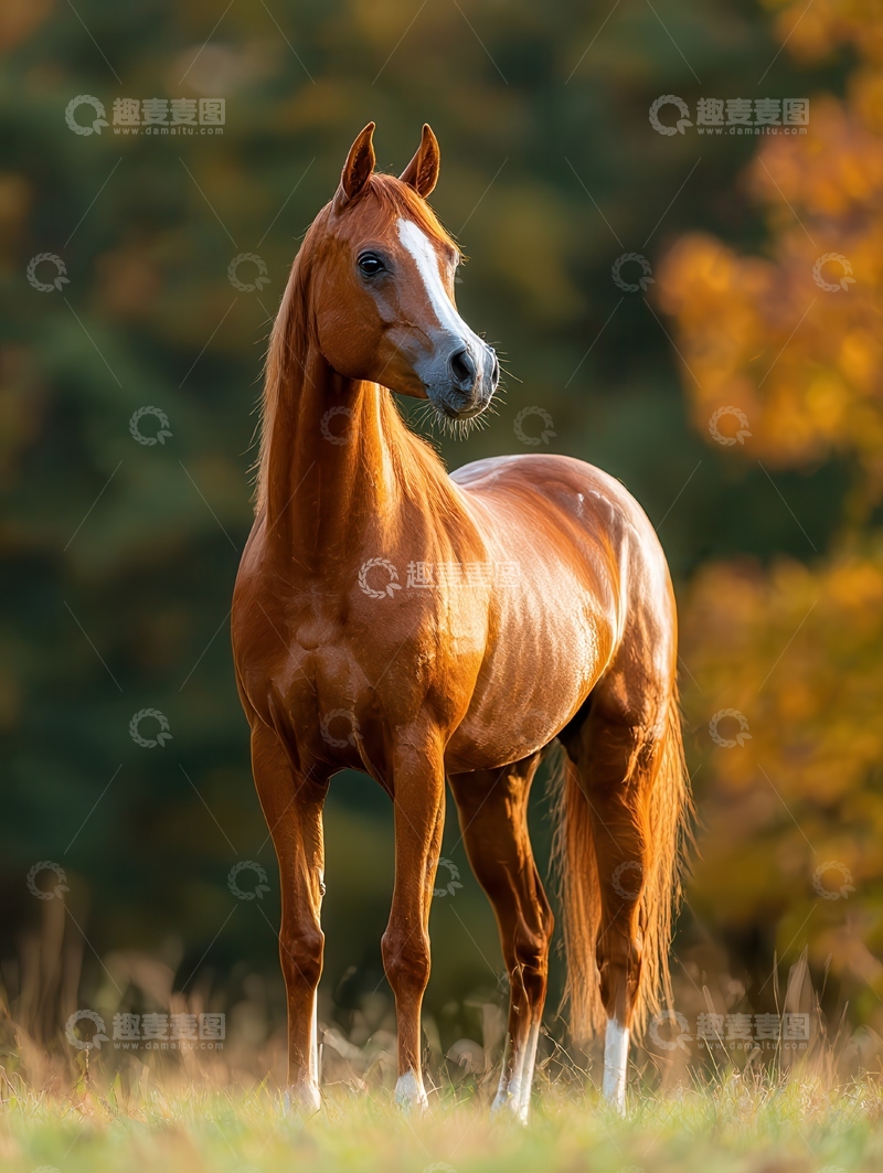高清大图下载【趣麦麦图】阿拉伯马  挺拔  赤焰
