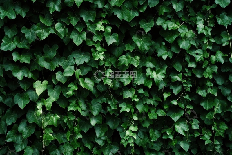 高清大图下载【趣麦麦图】墙面上的爬山虎绿植
