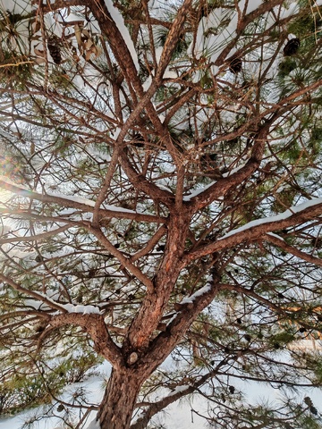 冬日松树雪景摄影
