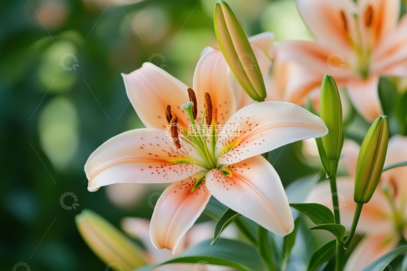 高清大图下载【趣麦麦图】盛开的美丽百合花花卉