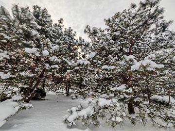 雪景松树自然风光摄影