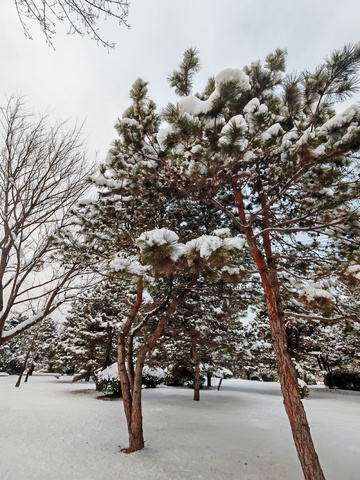 冬日雪景松树123