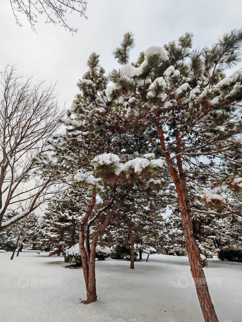 高清大图下载【趣麦麦图】冬日雪景松树123