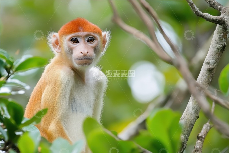 高清大图下载【趣麦麦图】瘦猴子特写摄影