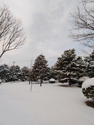 雪地冬日公园风光摄影图片