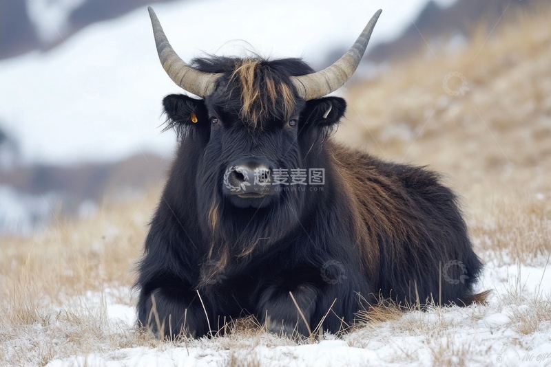高清大图下载【趣麦麦图】荒草里的黑色牦牛
