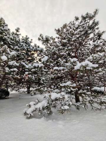 冬日松林雪景111