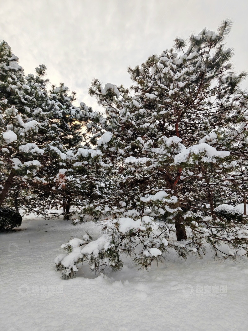 高清大图下载【趣麦麦图】冬日松林雪景111