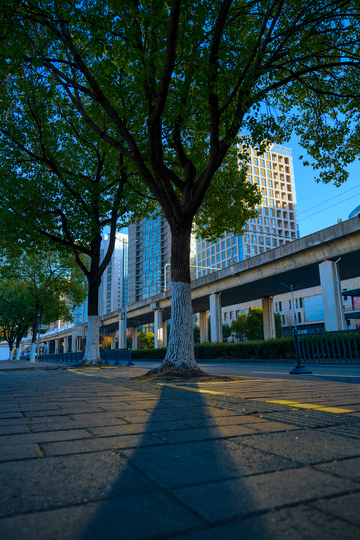 都市街景大树光影