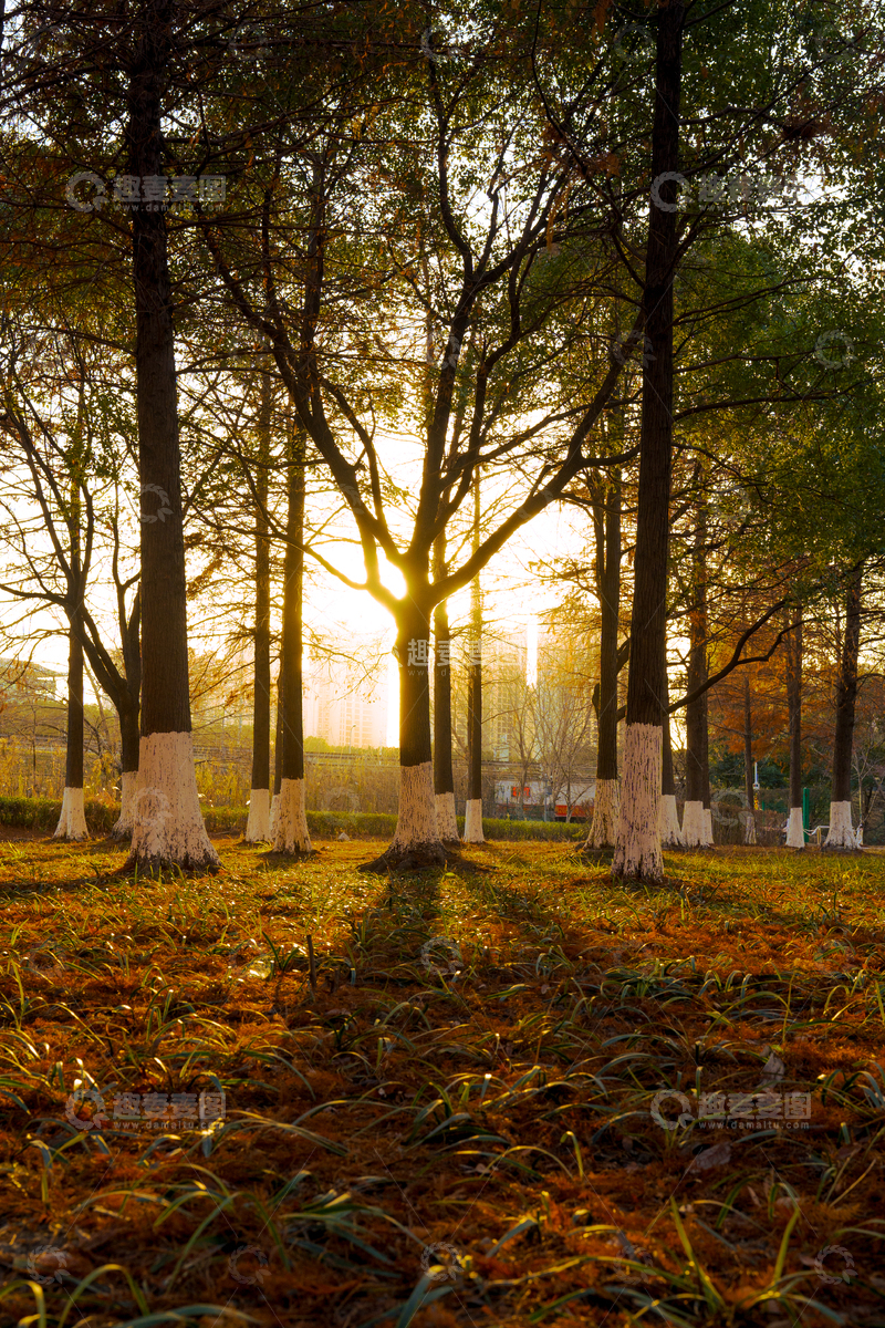 高清大图下载【趣麦麦图】日落林间光影美景
