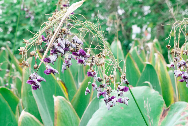 高清大图下载【趣麦麦图】水边紫色再力花摄影