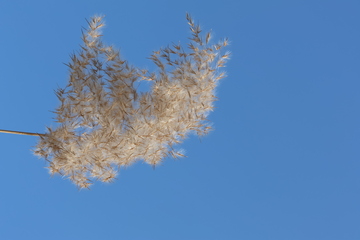 蓝天芦苇随风飘