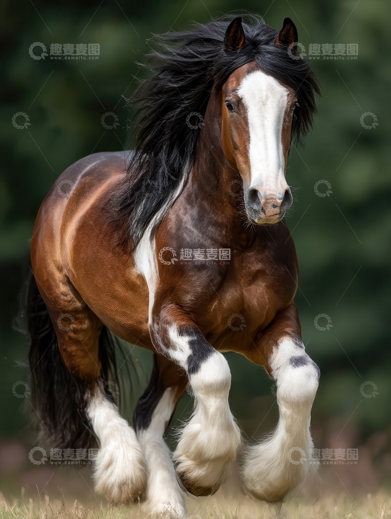 高清大图下载【趣麦麦图】-德保矮马  玲珑 团绒  