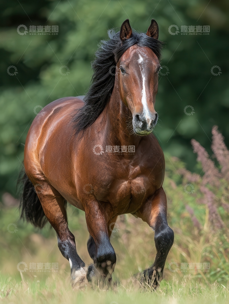 高清大图下载【趣麦麦图】-德保矮马  玲珑 萌实 