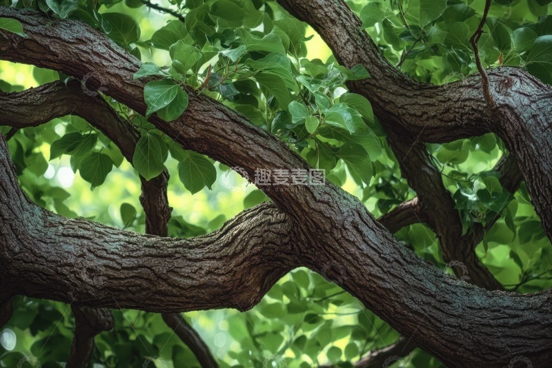 高清大图下载【趣麦麦图】盘根错节的树干树枝