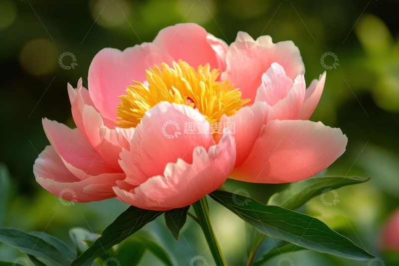 高清大图下载【趣麦麦图】一朵杜丹花花卉植物