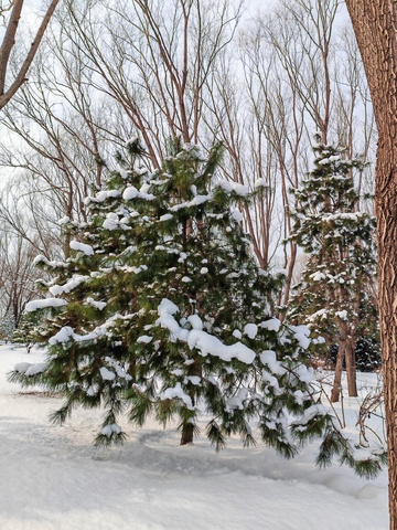 雪景松树自然风光摄影图