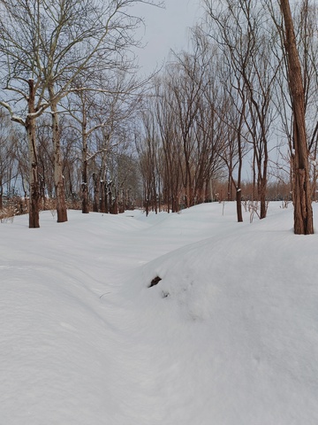 冬日雪景树林风光12
