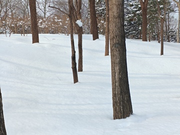 雪地树林冬日风光摄影图片