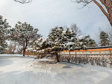 冬日雪景园林风光摄影