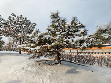 冬日雪景松树建筑摄影