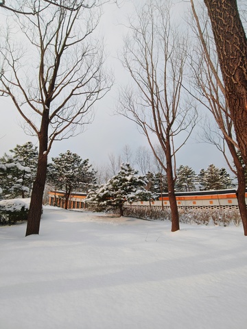 冬日雪景树木小路