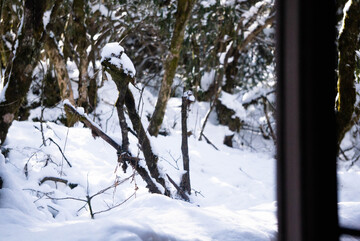 冬日森林枯枝雪景