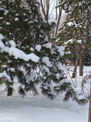 冬日雪景松树风光摄影