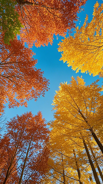 秋日森林仰望天空