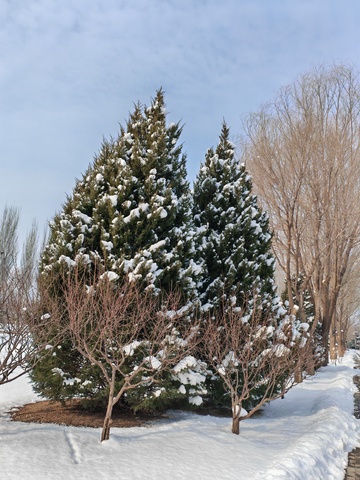 冬日雪景松树小路风光