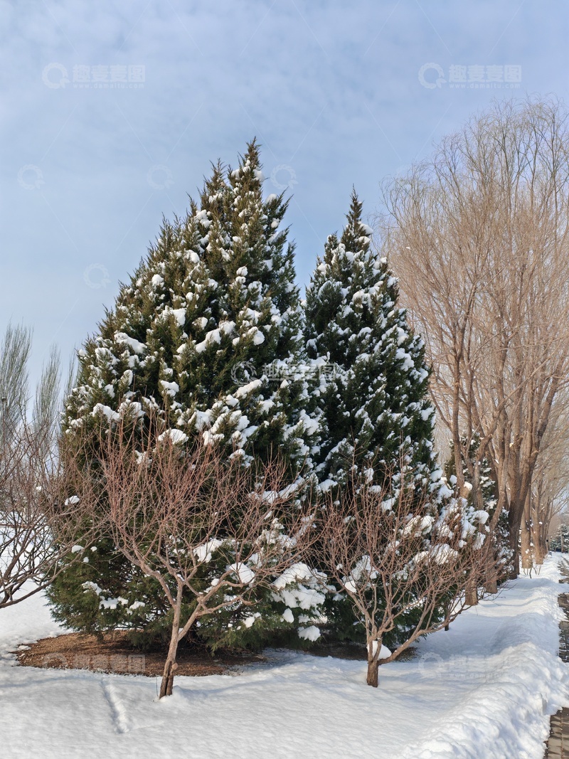 高清大图下载【趣麦麦图】冬日雪景松树小路风光