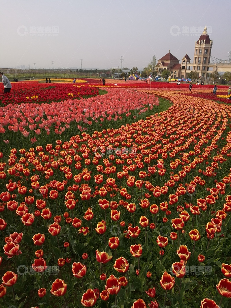 高清大图下载【趣麦麦图】郁金香花园景