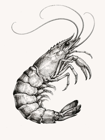 版画风格小龙虾2