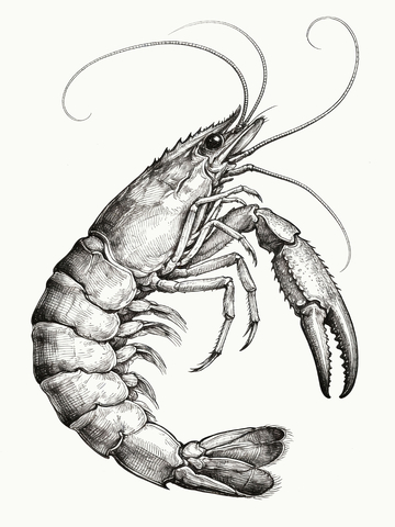 版画风格小龙虾3