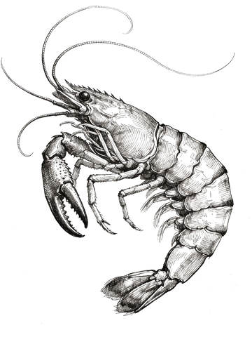 版画风格小龙虾4
