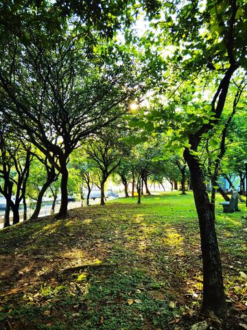 林间小径阳光景