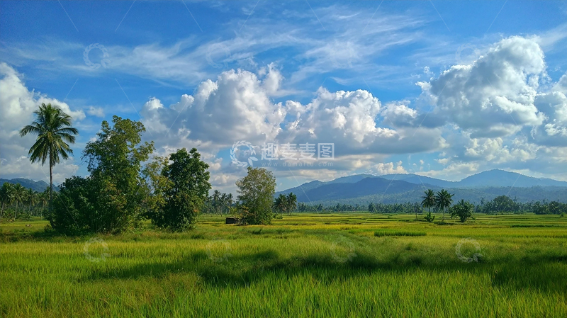 高清大图下载【趣麦麦图】郁郁葱葱的稻田风景