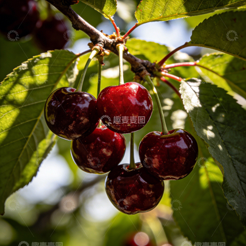 高清大图下载【趣麦麦图】樱桃树新鲜果实摄影