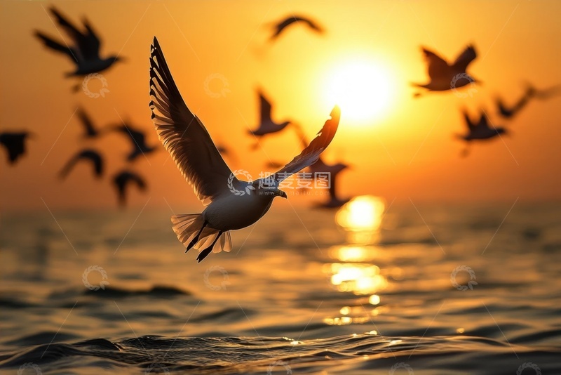 高清大图下载【趣麦麦图】大海上飞翔的一群海鸥