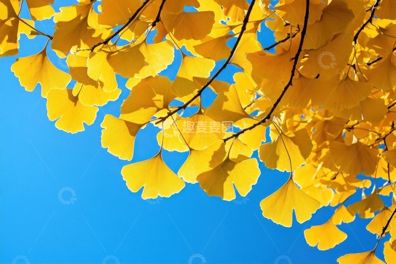 高清大图下载【趣麦麦图】金色的银杏树叶特写摄影