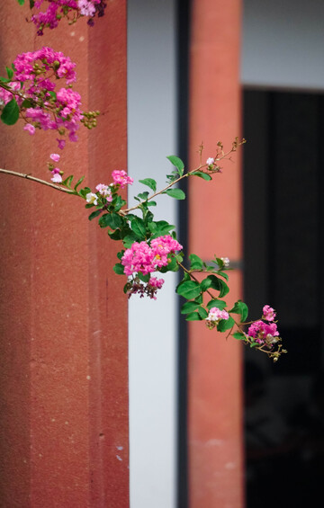 紫薇花花枝摄影