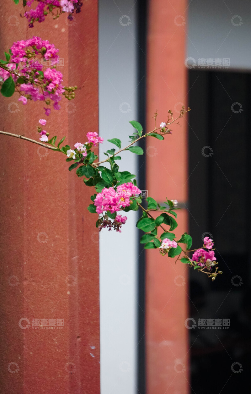 高清大图下载【趣麦麦图】-紫薇花花枝摄影