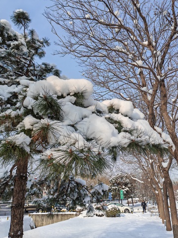 冬日雪景松树公园风光