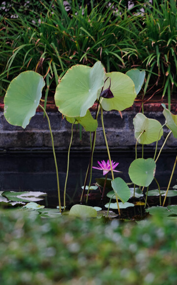 荷塘景观莲花荷叶相映