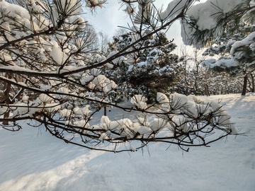 雪景松枝冬日风光