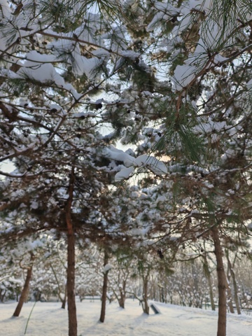 冬日松林雪景556