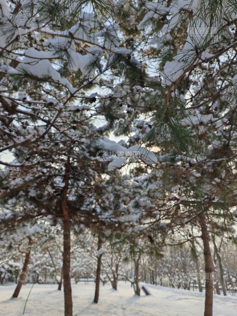 高清大图下载【趣麦麦图】冬日松林雪景556