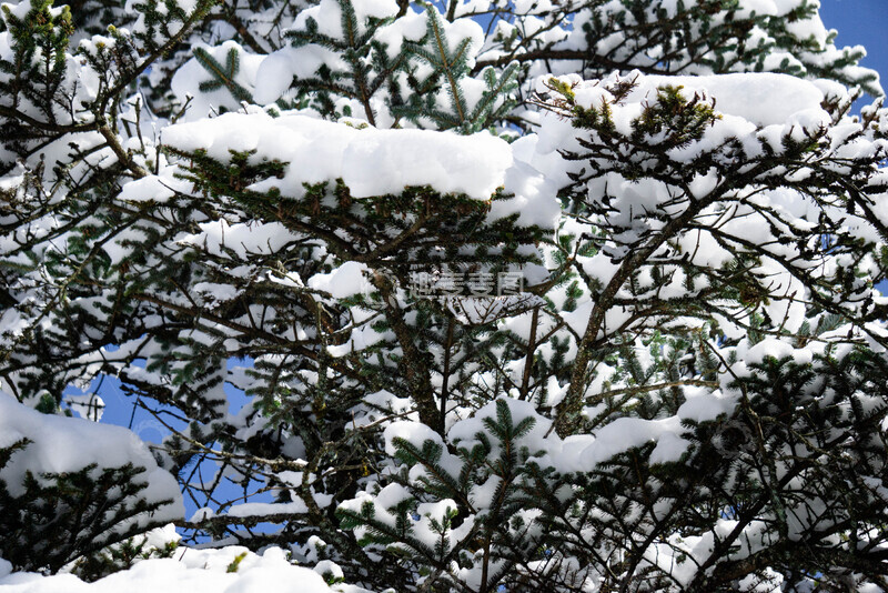 高清大图下载【趣麦麦图】雪覆松树冬景