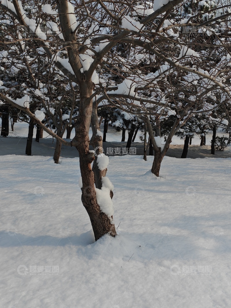 高清大图下载【趣麦麦图】冬日雪景树木覆盖积雪